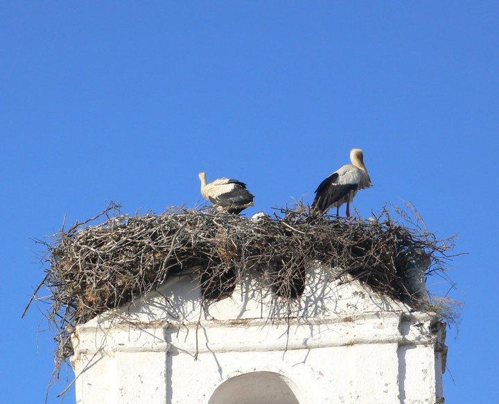 Alandroal Guest House, Hotel Εξωτερικό φωτογραφία